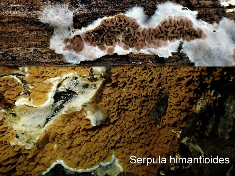 Serpula himantioides-amf2152.jpg